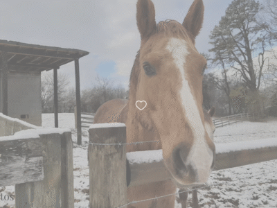 Mt Airy Horse Stables